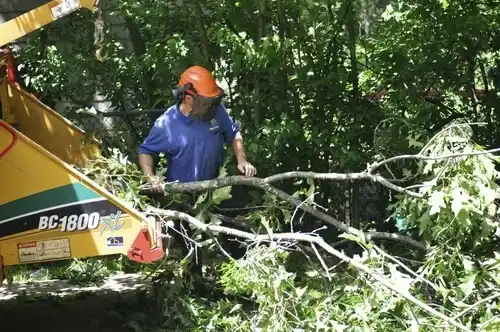 tree services Delcambre